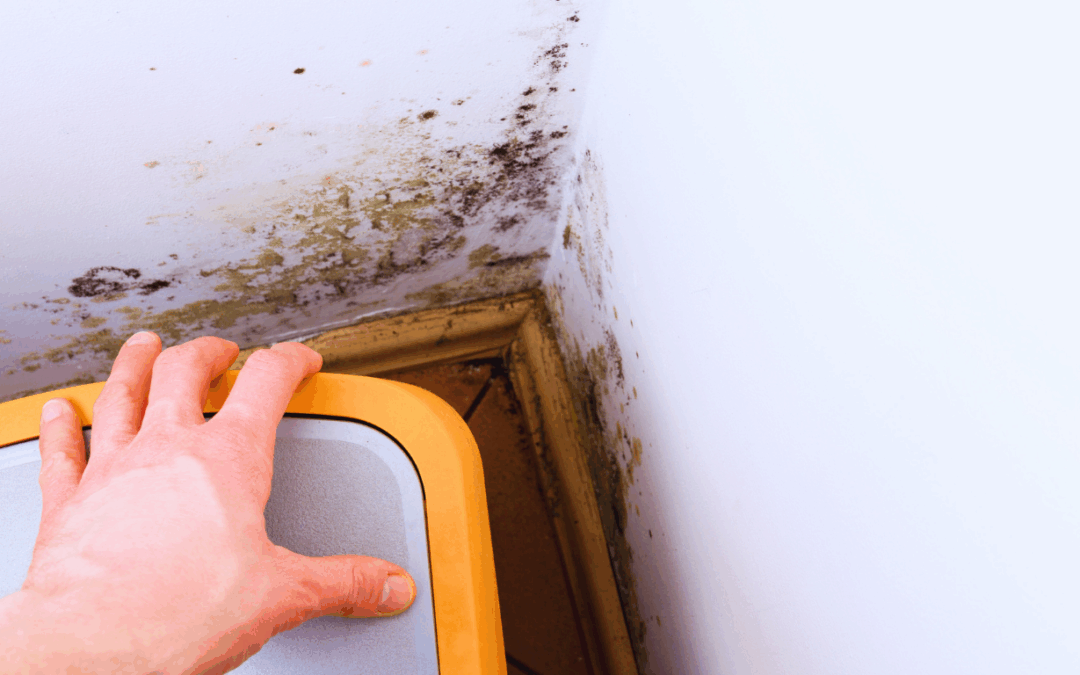 black mould inside a rental property