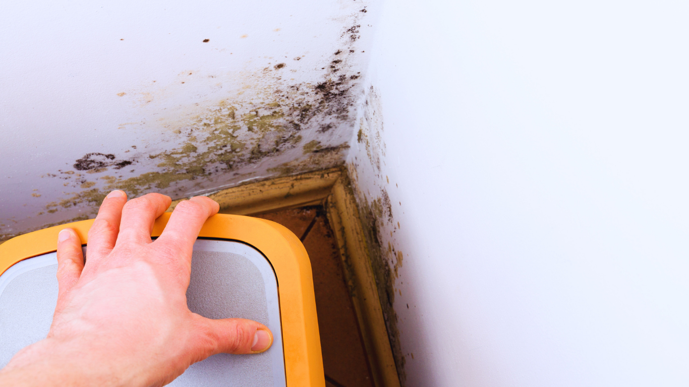 black mould inside a rental property